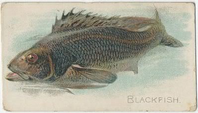 01 Blackfish